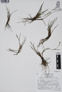 Sisyrinchium scabrum image